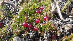 Coprosma atropurpurea