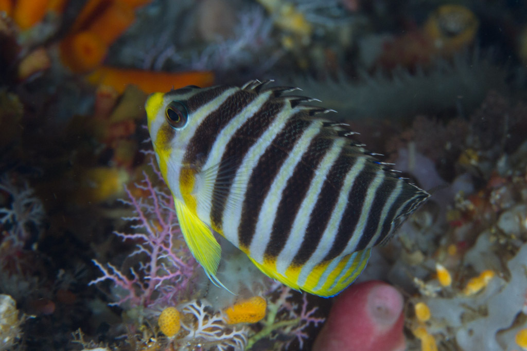 Barred Angelfish