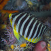 Barred Angelfish - Photo (c) Mark Rosenstein, some rights reserved (CC BY-NC-SA), uploaded by Mark Rosenstein