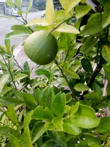 Foto de Pomelo