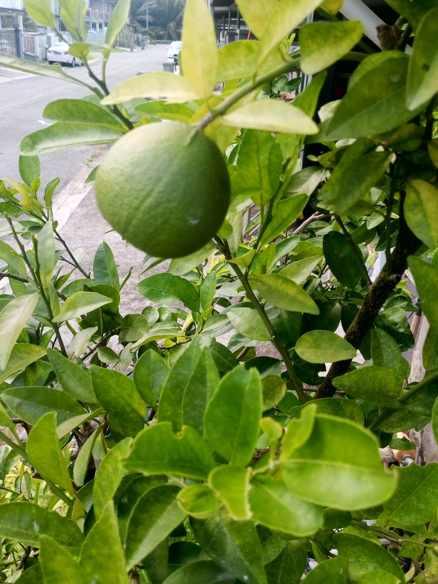 Imagem de Pomelo
