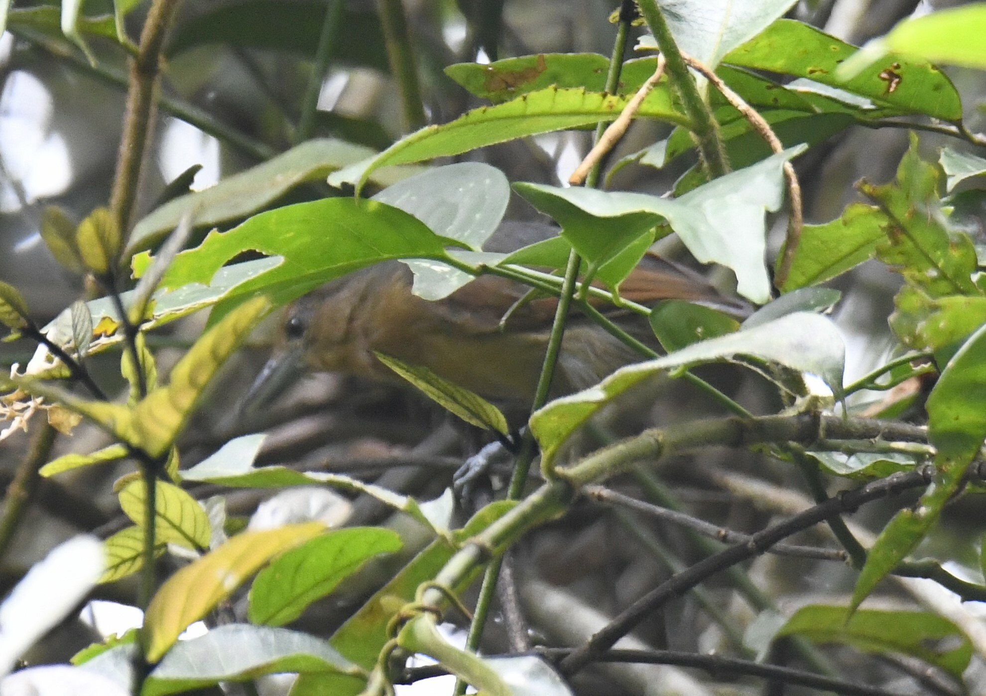 Spot-winged Antshrike (Pygiptila stellaris), photo 4