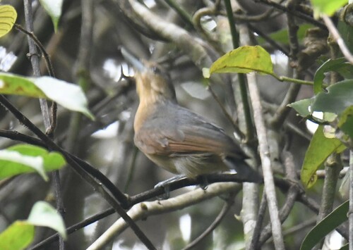 Spot-winged Antshrike (Pygiptila stellaris), photo 2