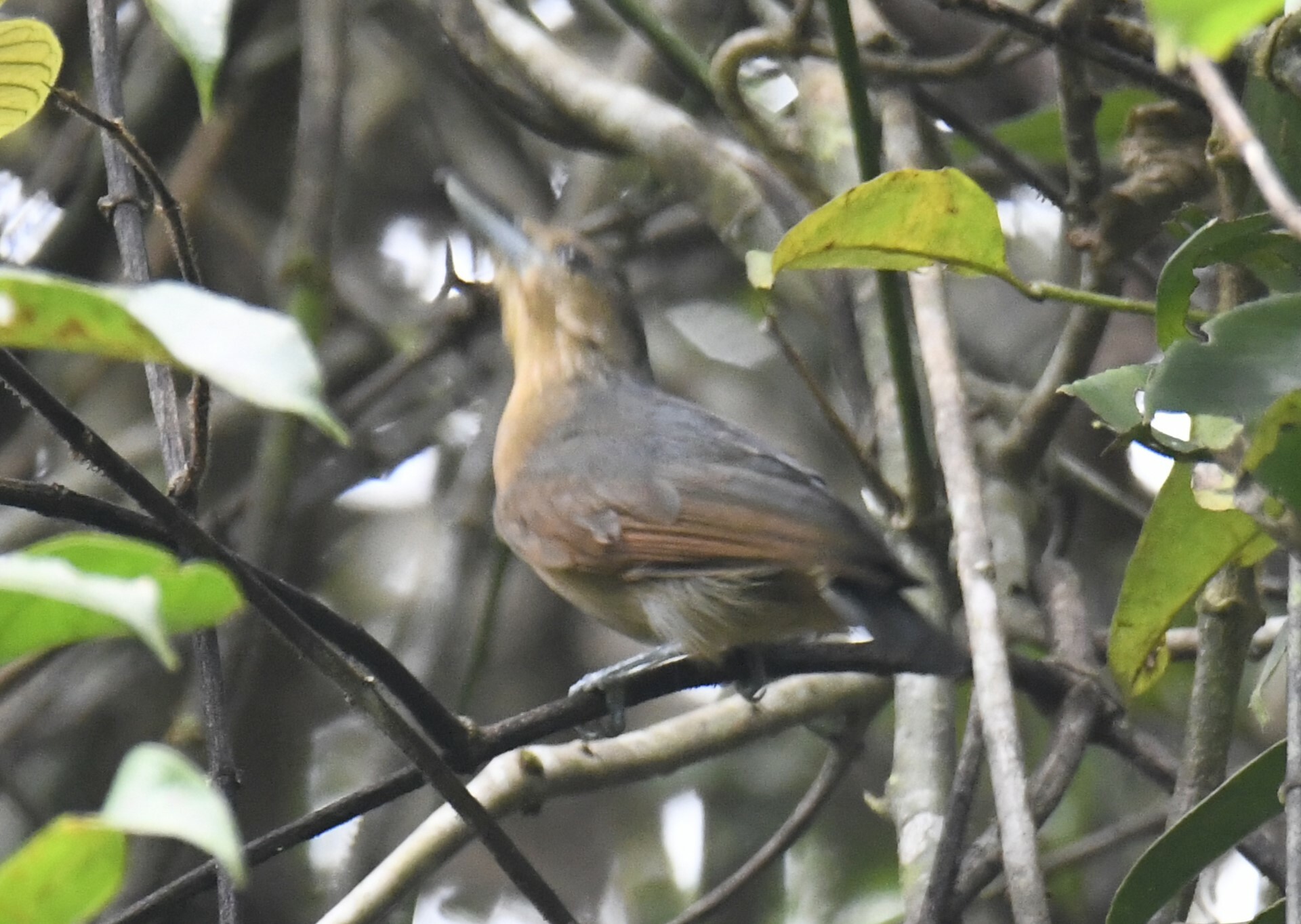 Spot-winged Antshrike (Pygiptila stellaris), photo 2