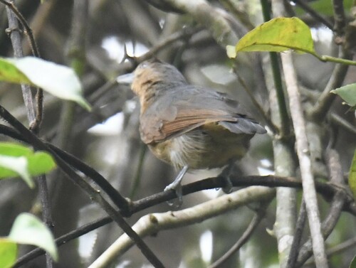 Spot-winged Antshrike (Pygiptila stellaris), photo 3