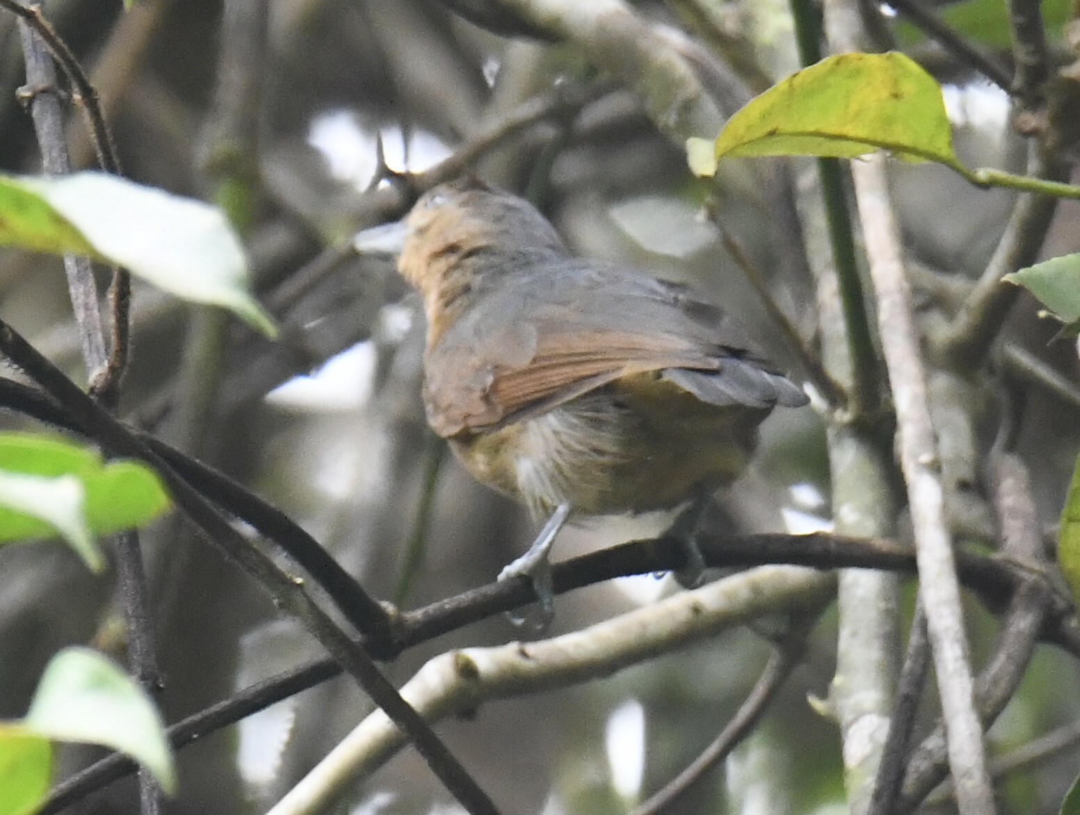 Spot-winged Antshrike (Pygiptila stellaris), photo 3