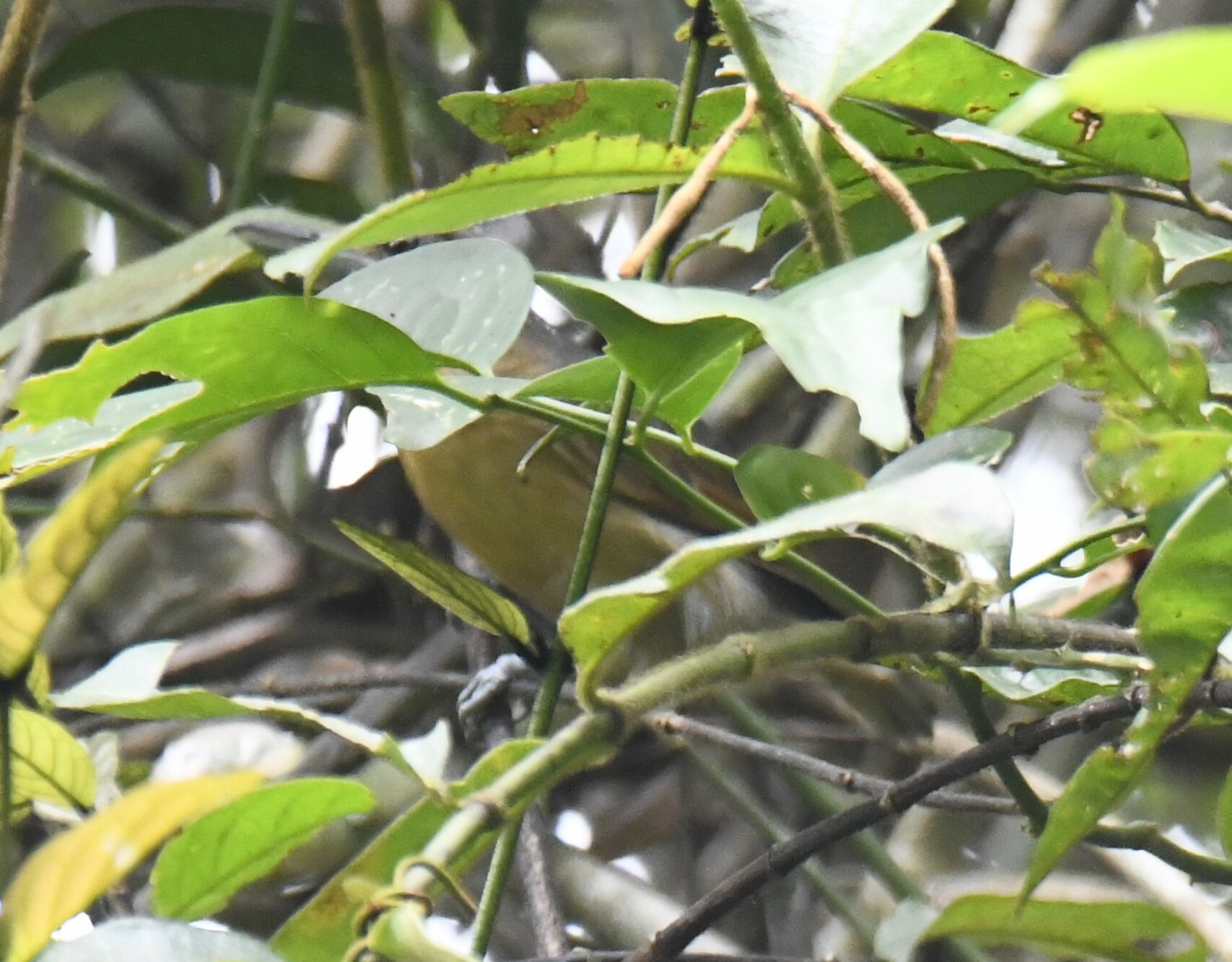 Spot-winged Antshrike (Pygiptila stellaris), photo 5