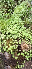 Peperomia rotundifolia image