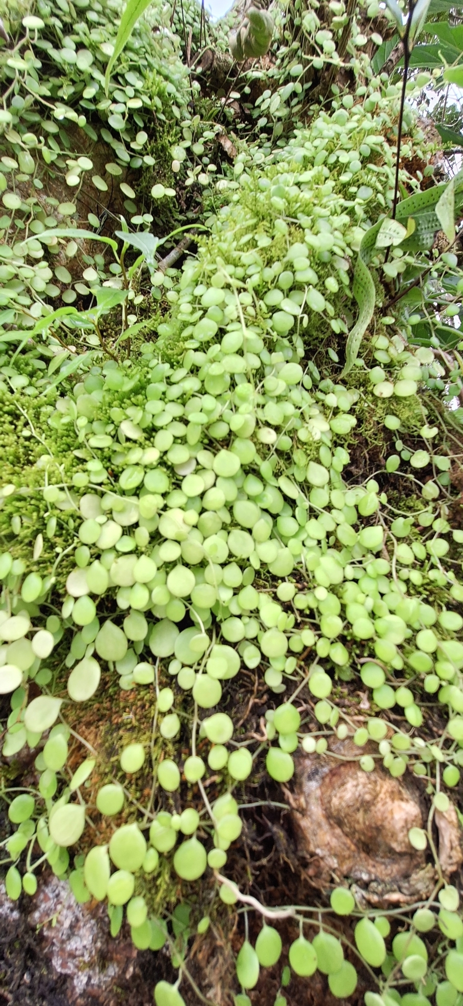 Imagem de Peperomia Hope