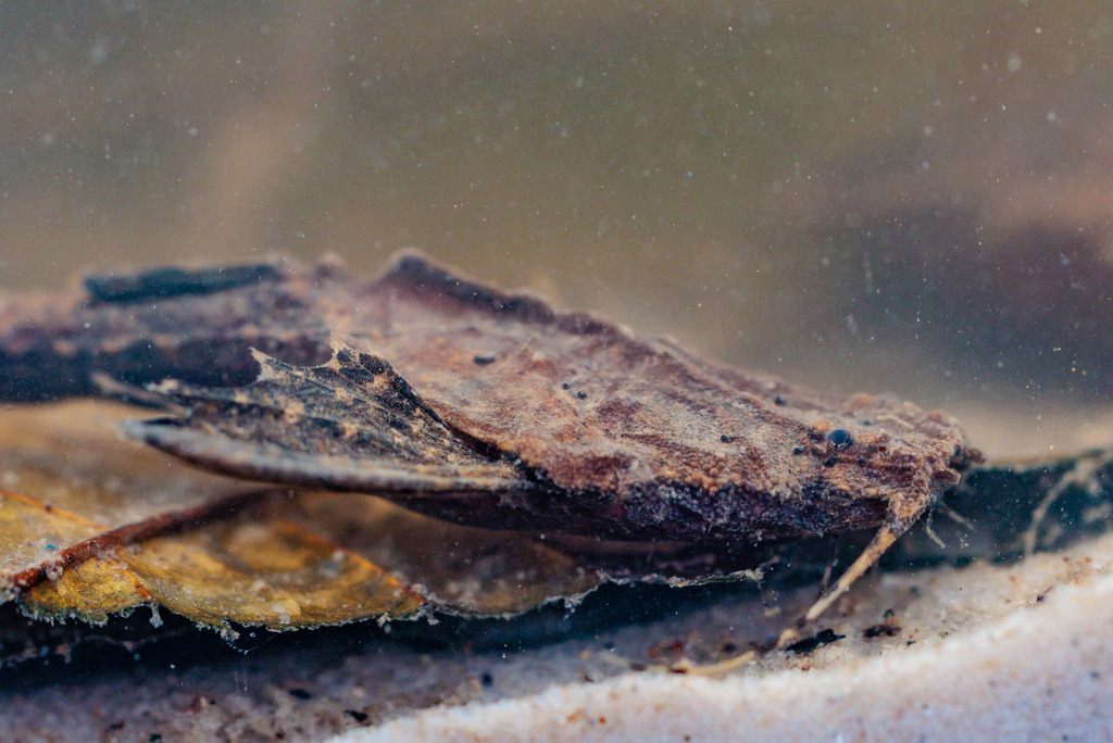 Banjo Catfish