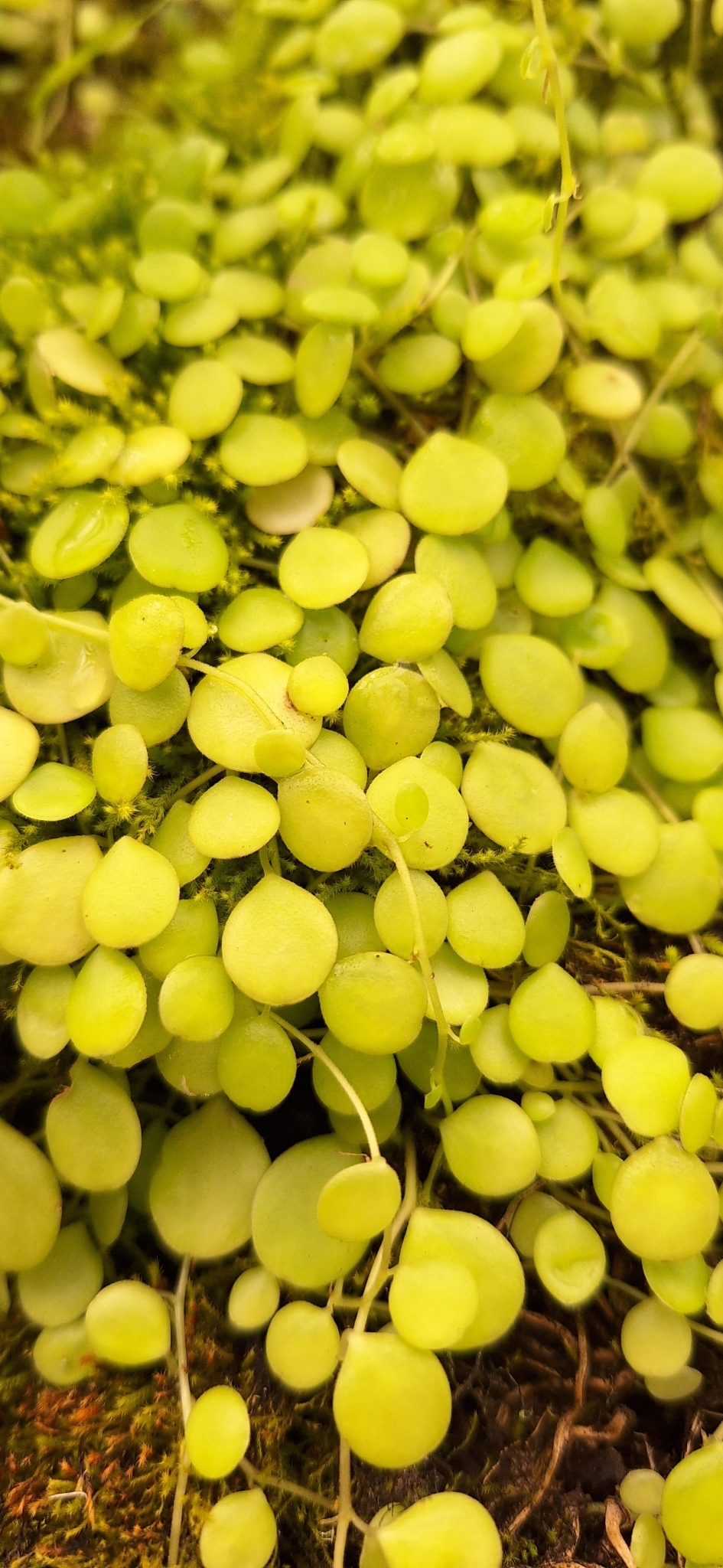 Imagem de Peperomia Hope