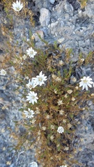 Stellaria gracilenta