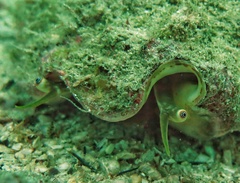 Macrostrombus costatus