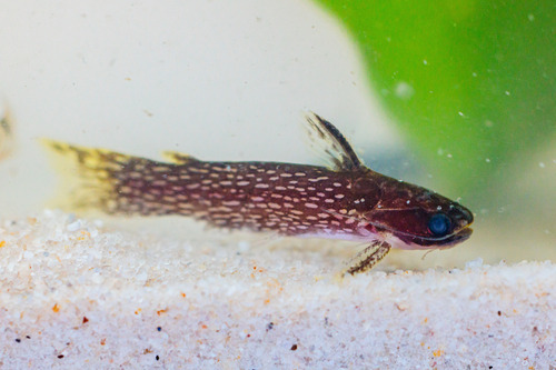 Woodcat (Tatia intermedia) — Auchenipteridae