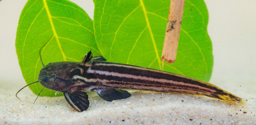 Striped woodcat (Trachelyopterichthys taeniatus) — Auchenipteridae