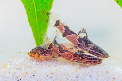 Microglanis poecilus