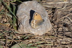 Coenonympha dorus