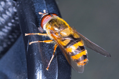 Epistrophe nitidicollis