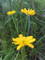 Ranunculus macranthus