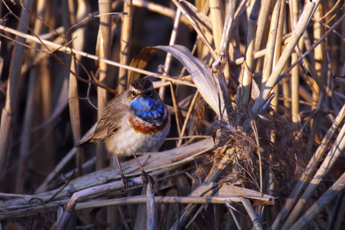 Bluethroat