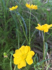 Ranunculus macranthus