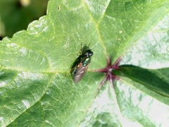 Chloromyia formosa
