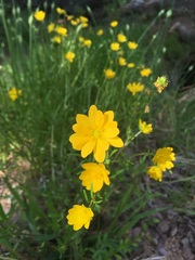 Ranunculus macranthus