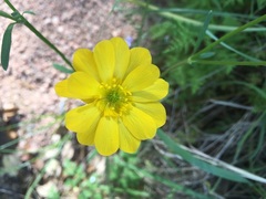 Ranunculus macranthus