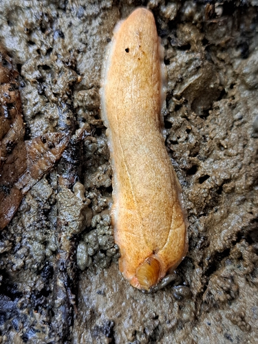 Orange Shelled Slug