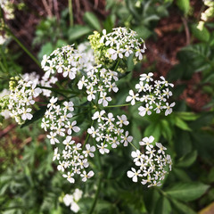 Anthriscus sylvestris