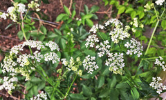 Anthriscus sylvestris