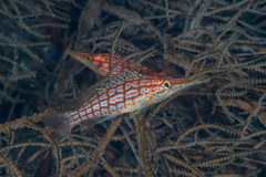 Oxycirrhites typus