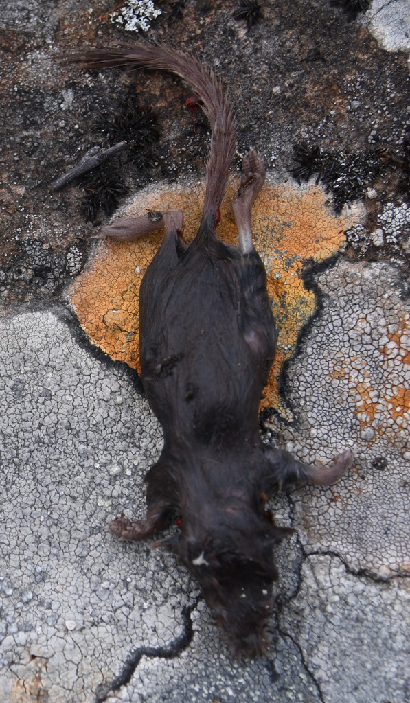 Flat-Skulled Shrew