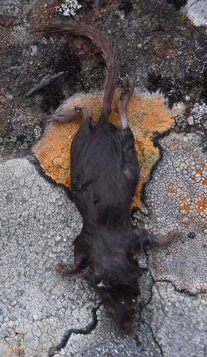 Flat-skulled shrew