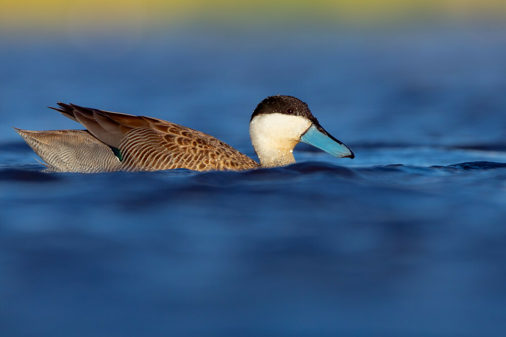 Puna Teal