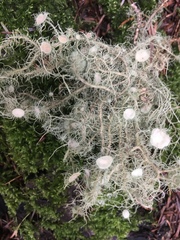 Usnea quasirigida