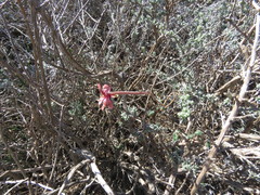 Pelargonium plurisectum