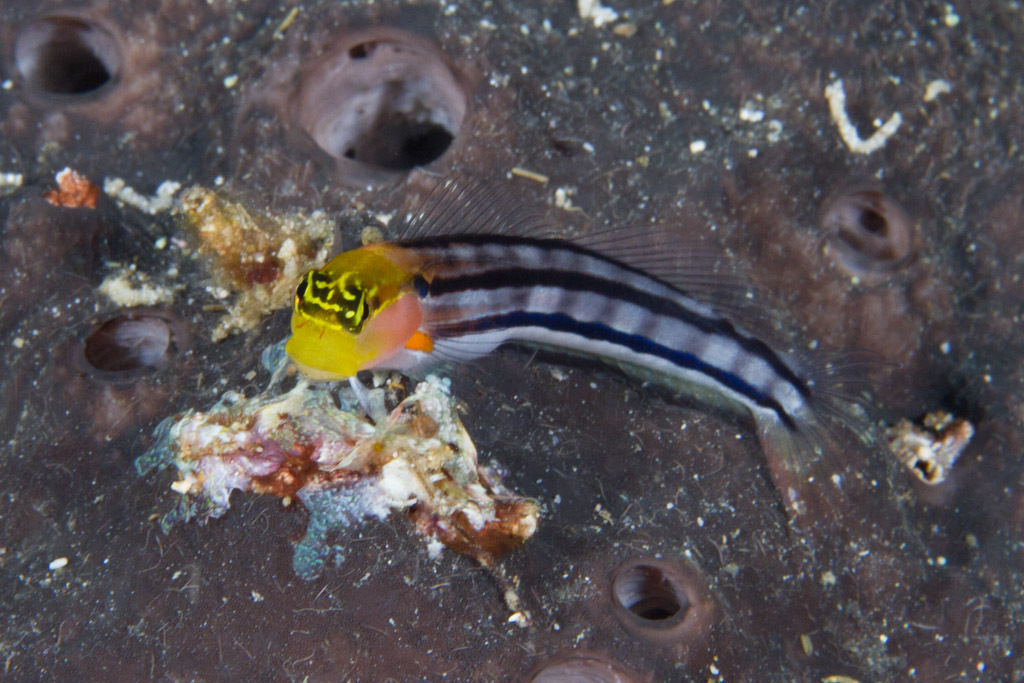 Axelrod's Clown Blenny