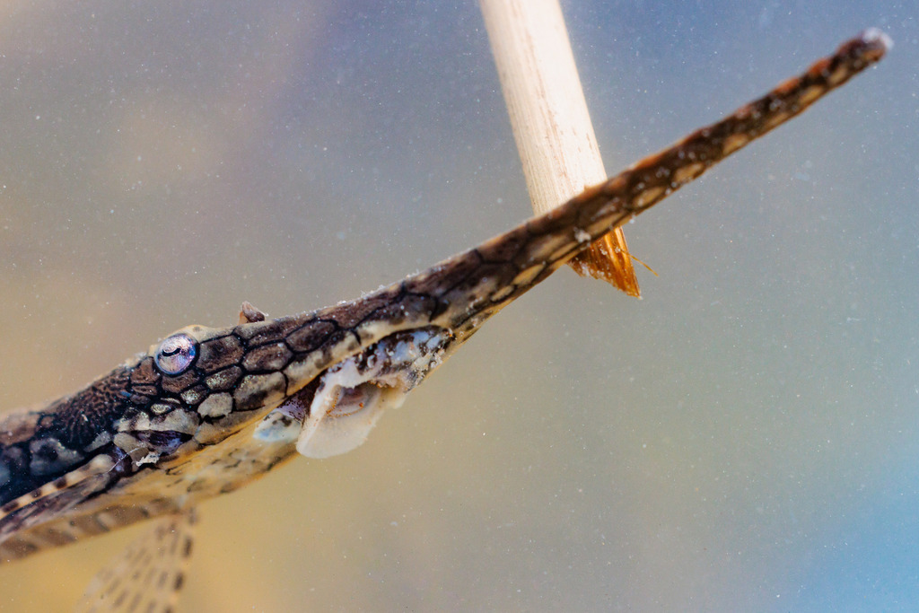 Amazon twig catfish (Farlowella amazonum) — Loricariidae