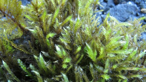 Brachythecium buchananii observed 2010-12-18