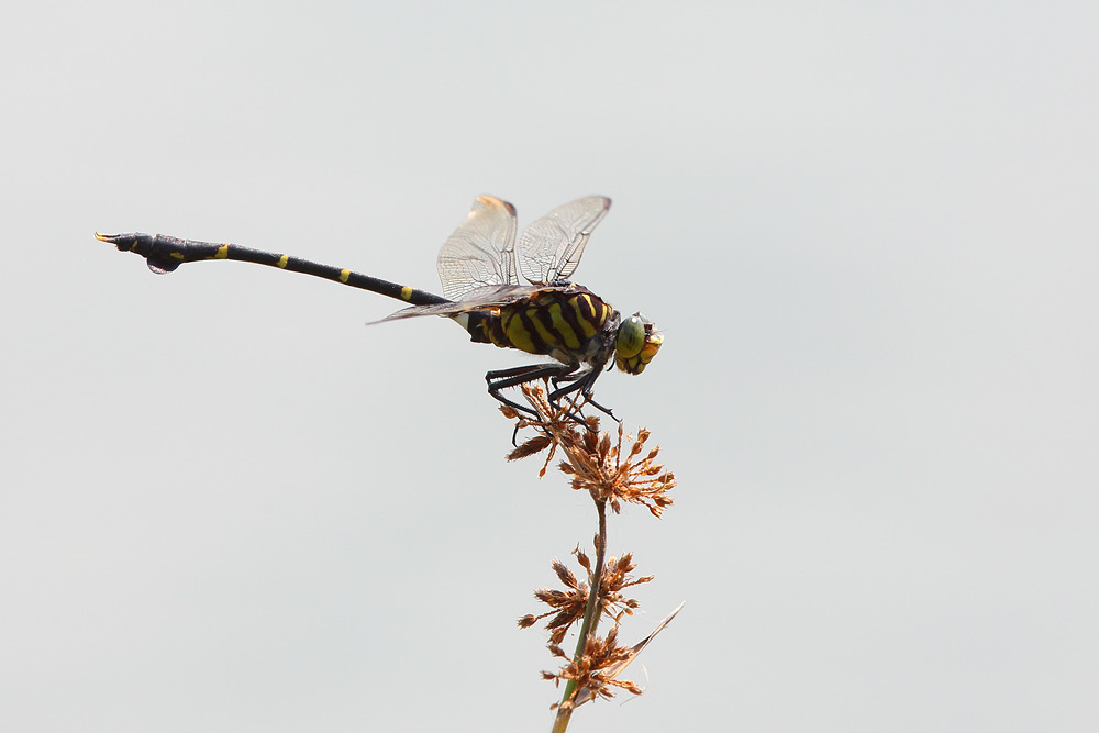Cacoides