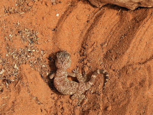 Slevin's Short-fingered Gecko