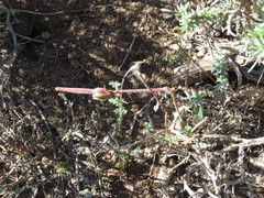 Pelargonium plurisectum