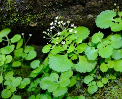 Crassula umbraticola