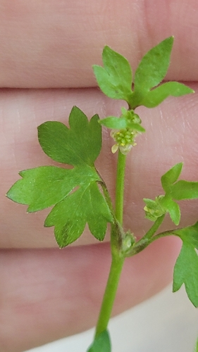 Image of Ranunculus platensis by no rights reserved