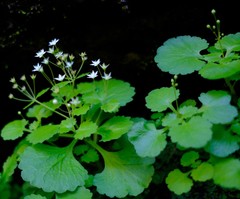 Crassula umbraticola