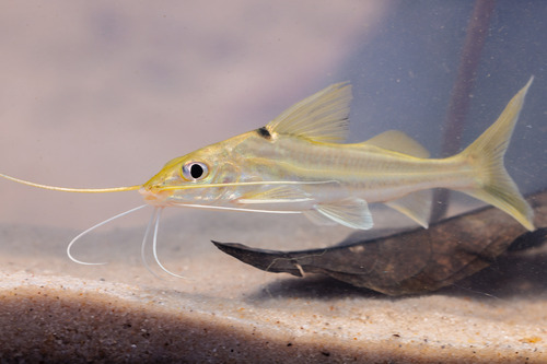 Knight catfish (Cheirocerus eques) — Pimelodidae