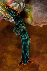 Nembrotha kubaryana