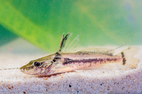 Goeldi's catfish (Goeldiella eques) — Heptapteridae