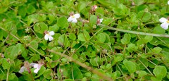 Diclis rotundifolia